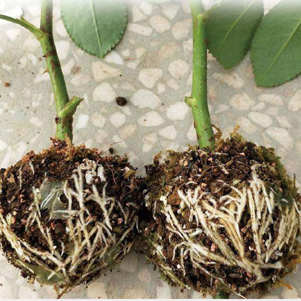 Plant Root Growing Box (5 PCS)