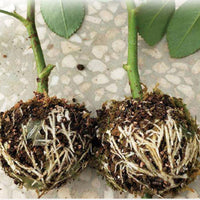 Thumbnail for Plant Root Growing Box (5 PCS)