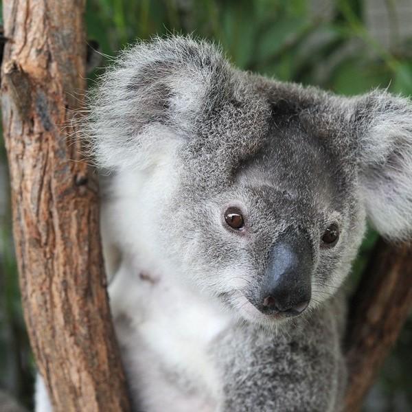 Stuffed Koala Bear