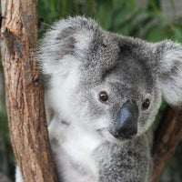 Thumbnail for Stuffed Koala Bear