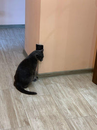 Thumbnail for KittyRub - Cat Massage Comb