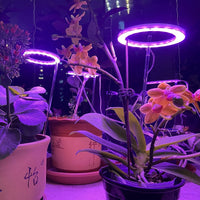 Thumbnail for Full Spectrum Grow Light PeekWise