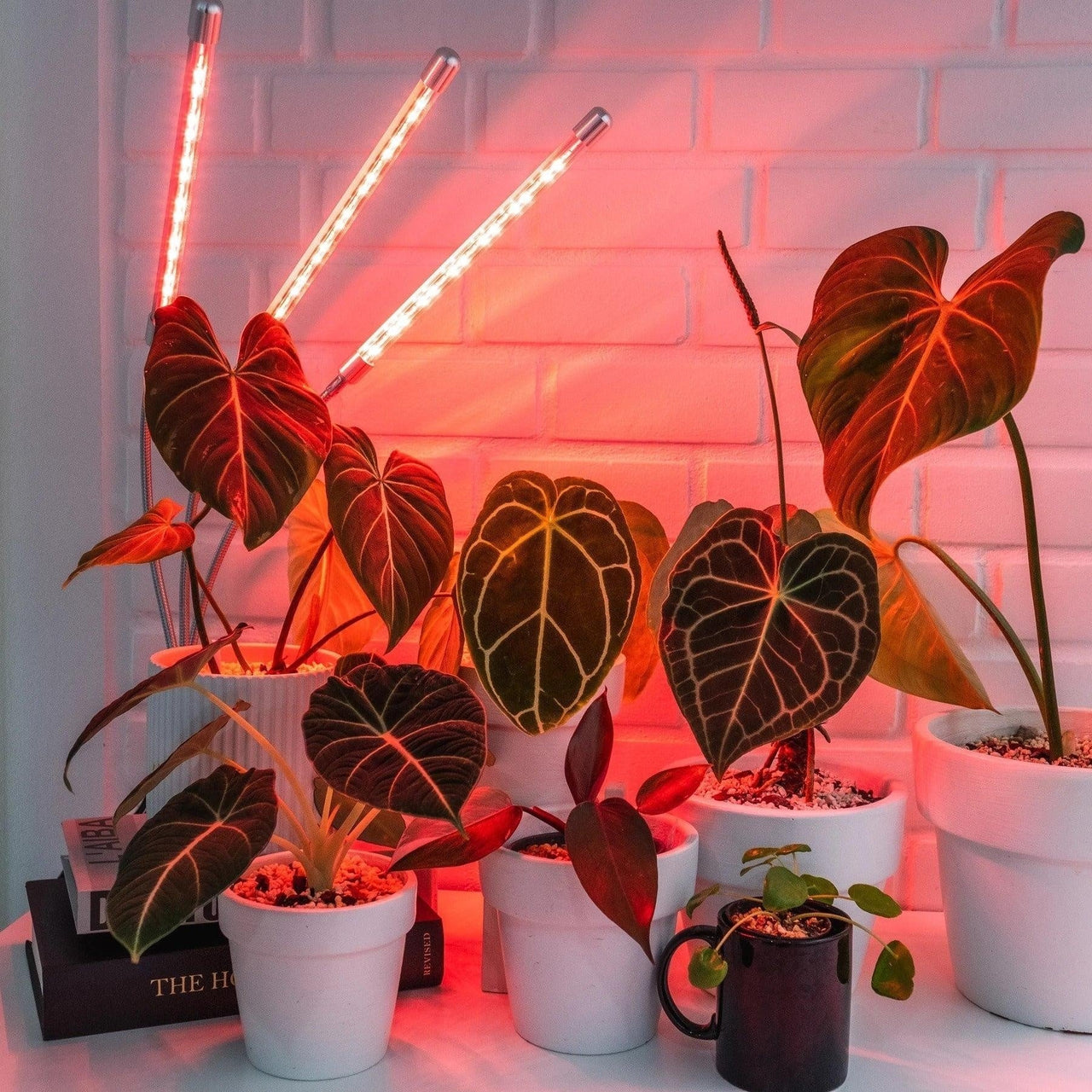 Grow Light Indoor Plants PeekWise