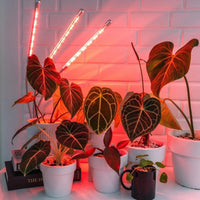 Thumbnail for Grow Light Indoor Plants PeekWise