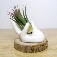 Thumbnail for Ceramic Hand Shaped Air Plant Egg Jewelry Holder