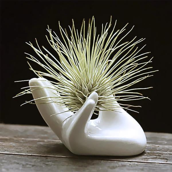 Ceramic Hand Shaped Air Plant Egg Jewelry Holder