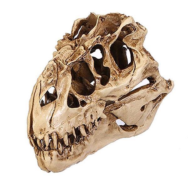 Dinosaur Skull Fossil Decoration