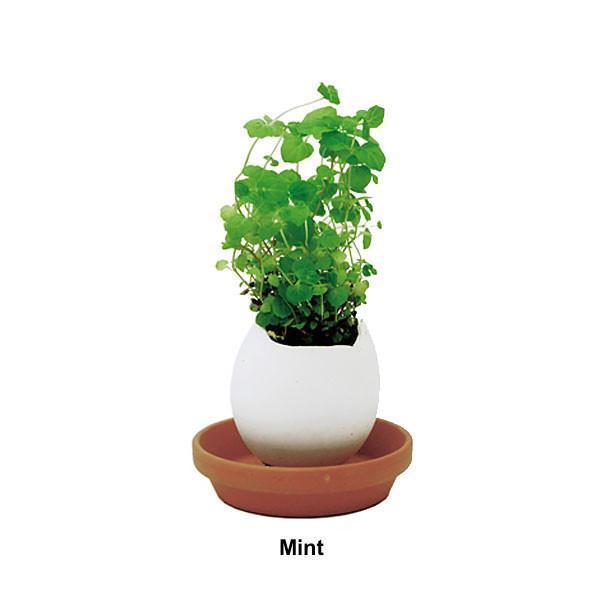 Egg Planters with Seeds (Set of 3)