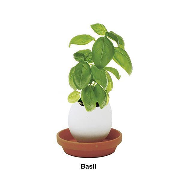 Egg Planters with Seeds (Set of 3)