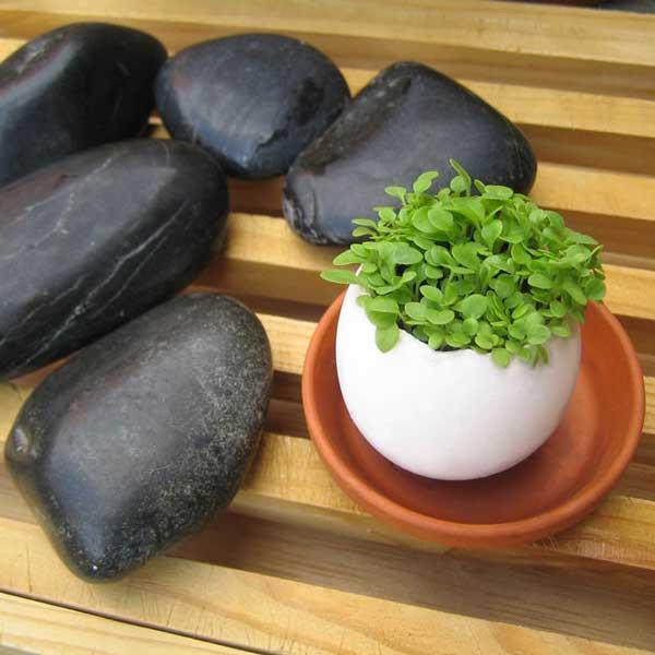 Egg Planters with Seeds (Set of 3)