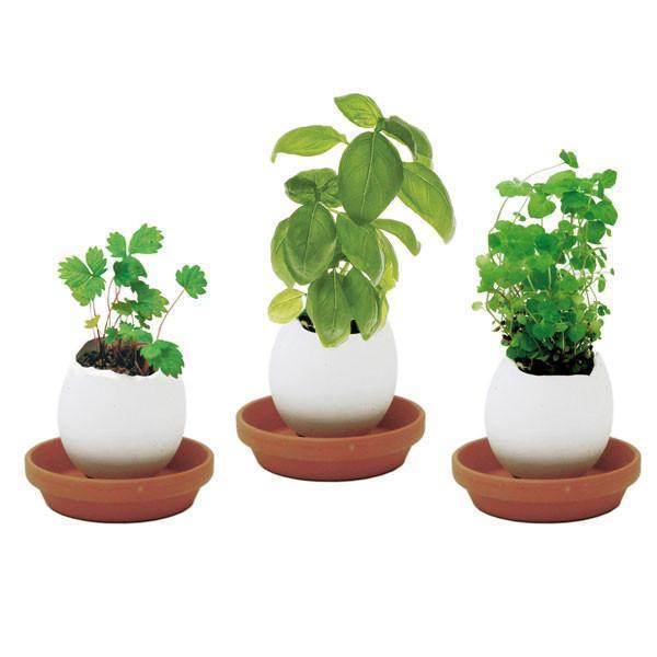 Egg Planters with Seeds (Set of 3)