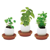 Thumbnail for Egg Planters with Seeds (Set of 3)