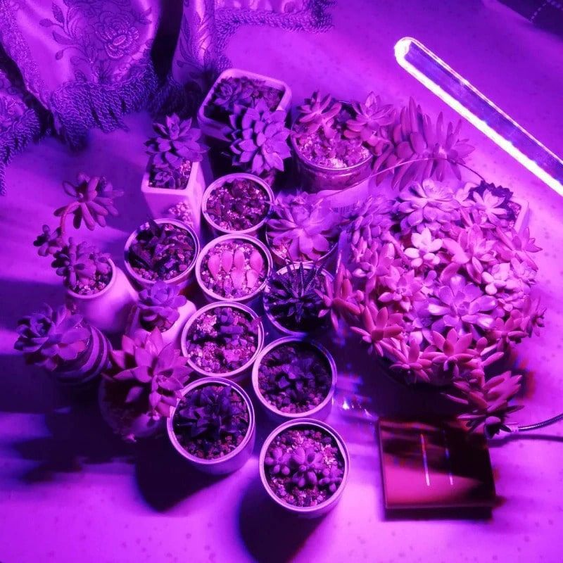 UV Light Plants PeekWise