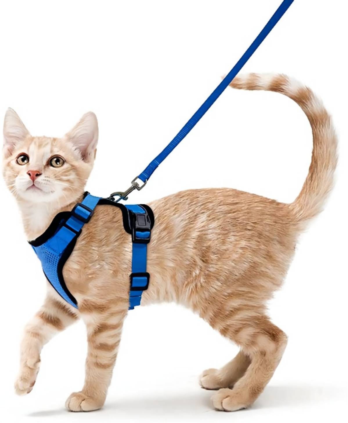 Cat Harness For Walking