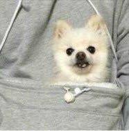 Thumbnail for The Doggie Kangaroo Hoodie