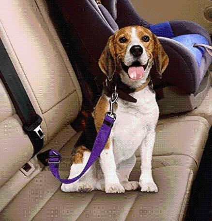 Dog Harness Clip Seat Belt PeekWise