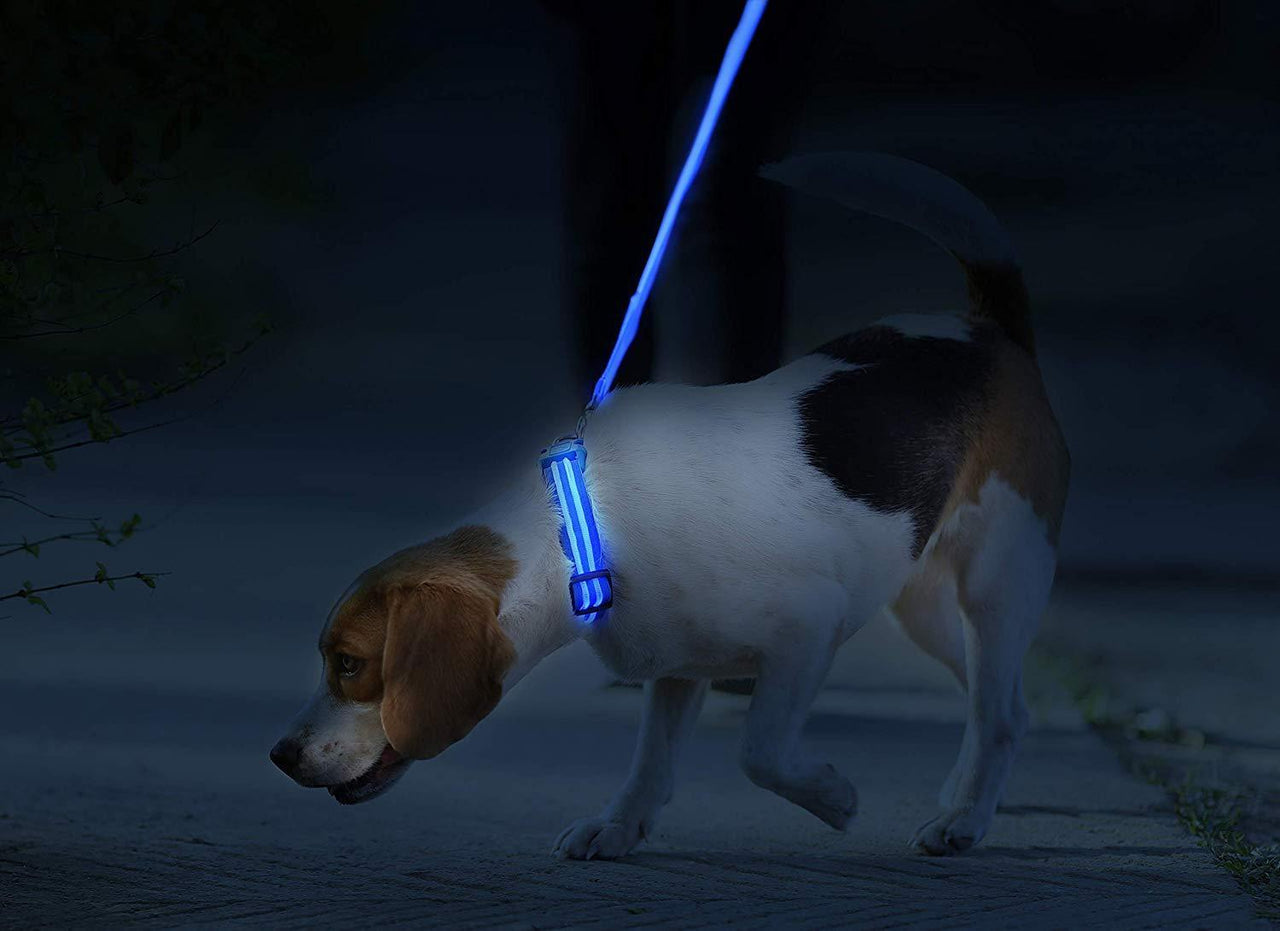 LED Dog Collar