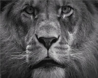 Thumbnail for King of the Jungle - Van-Go Paint-By-Number Kit