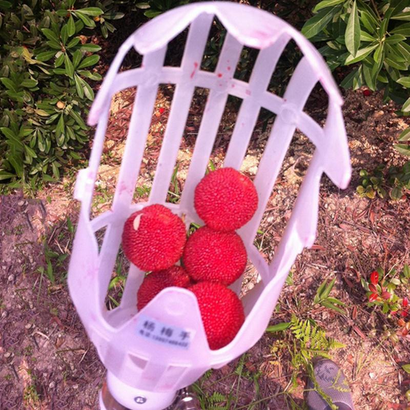 Fruit Picker & Catcher Garden Tool
