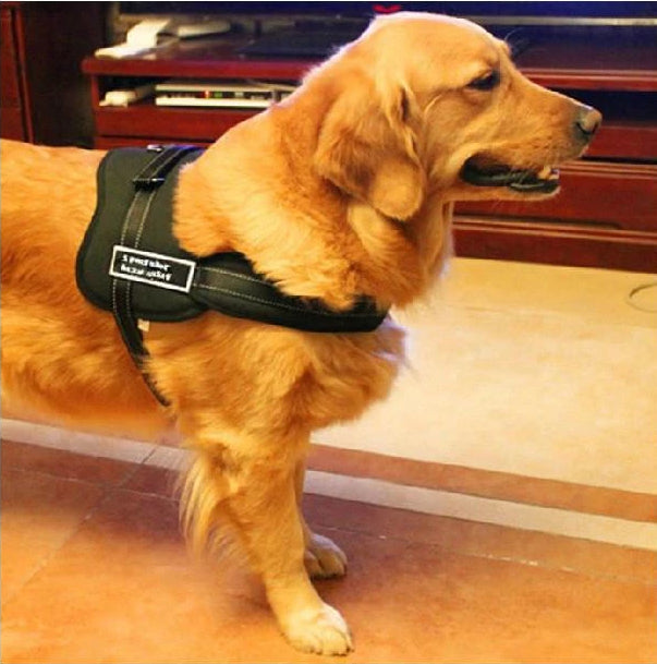 Dog Walking Harness