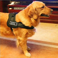 Thumbnail for Dog Walking Harness