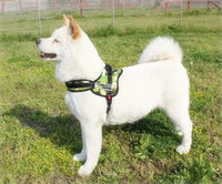 Thumbnail for Dog Walking Harness