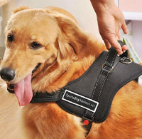 Thumbnail for Dog Walking Harness