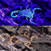 Thumbnail for HiLight - LED UV Detection Flash Light