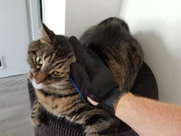 Thumbnail for Pet Grooming Glove for Cats, Dogs & Horses