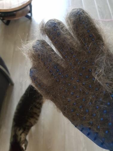 Pet Grooming Glove for Cats, Dogs & Horses