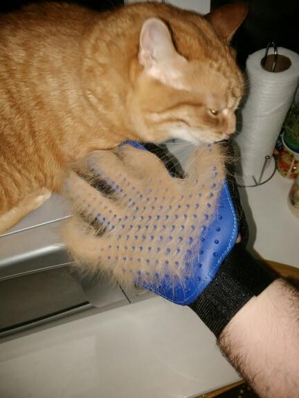 Pet Grooming Glove for Cats, Dogs & Horses