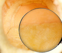 Thumbnail for Coco - Animal Theme Nest Pet Bed