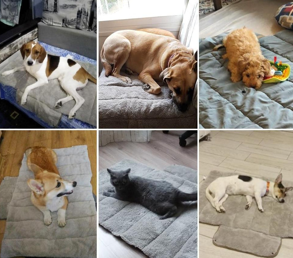 Evie - Foldable Travel Pet Bed