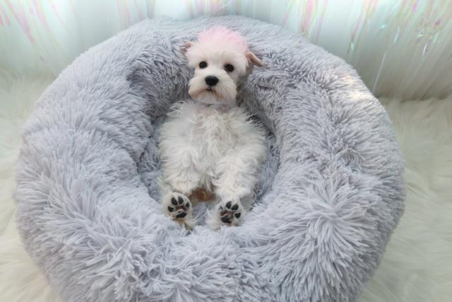 Mini - Round Fluffy Plush Pet Bed